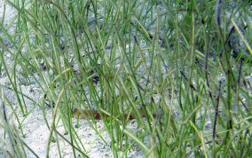 Manatee Grass