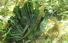 Mermaid's Fan - Udotea sp.