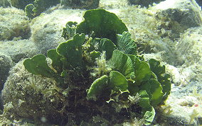 Mermaid's Fan - Udotea sp.