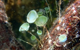 Mermaid's Wine Glass Algae  Acetabularia calyculus