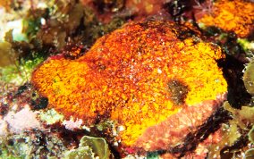 Orange Coralline