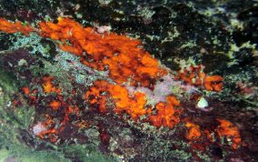 Orange Coralline