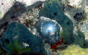 Sea Pearl - Ventricaria ventricosa