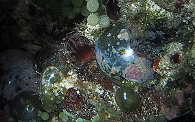 Sea Pearl - Ventricaria ventricosa