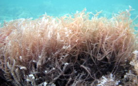 Spiny Seaweed - Acanthophora spicifera