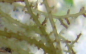 Spiny Seaweed - Acanthophora spicifera