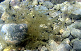 Spiny Seaweed - Acanthophora spicifera