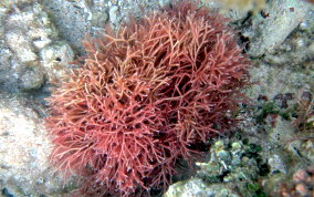 Pink Segmented Alga - Red Algae